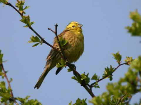 strndka lt / strndka obyajn
 (Emberiza citrinella
)