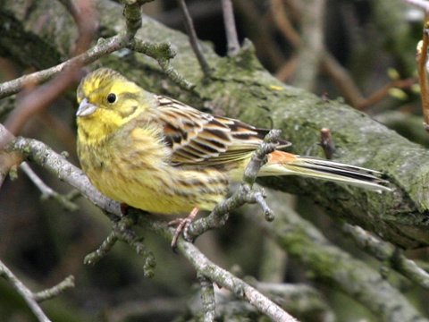 strndka lt / strndka obyajn
 (Emberiza citrinella
)