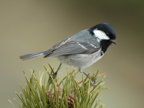 skorka uhliarka
 (Parus ater
)