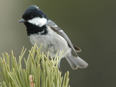 skorka uhliarka
 (Parus ater
)