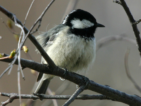 skorka uhliarka
 (Parus ater
)
