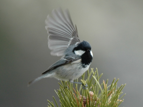 skorka uhliarka
 (Parus ater
)