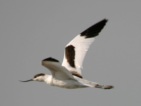 abliarka modronoh
 (Recurvirostra avosetta
)