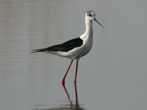 iila bocianovit
 (Himantopus himantopus
)