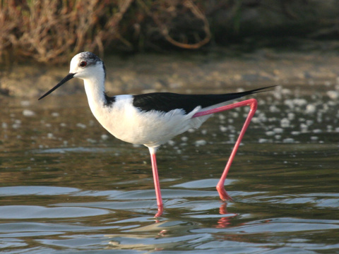 iila bocianovit
 (Himantopus himantopus
)