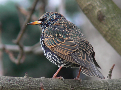 korec leskl / korec obyajn
 (Sturnus vulgaris
)
