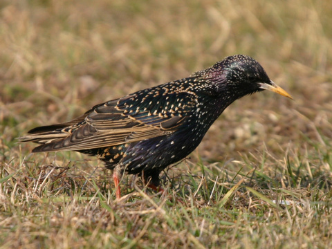 korec leskl / korec obyajn
 (Sturnus vulgaris
)