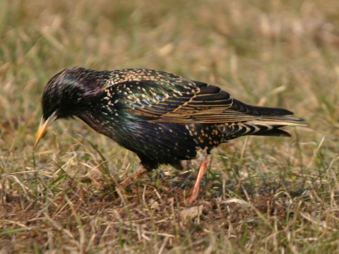 korec leskl / korec obyajn
 (Sturnus vulgaris
)