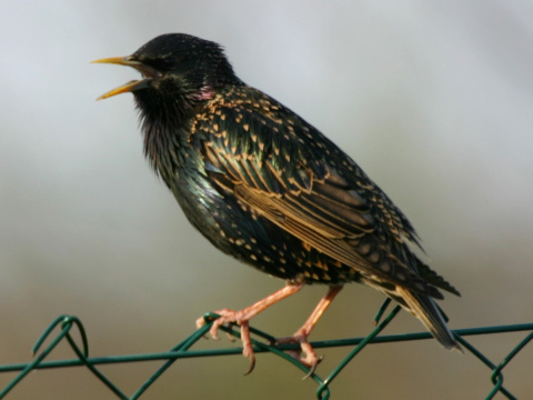korec leskl / korec obyajn
 (Sturnus vulgaris
)