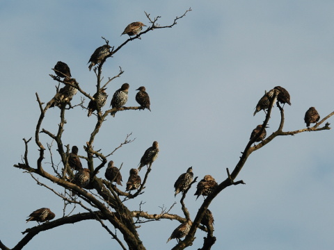 korec leskl / korec obyajn
 (Sturnus vulgaris
)