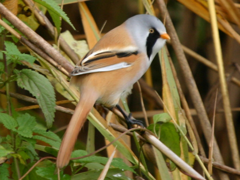fzatka trsov / fzatka trstinov 
 (Panurus biarmicus
)