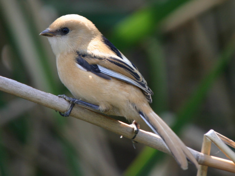 fzatka trsov / fzatka trstinov 
 (Panurus biarmicus
)
