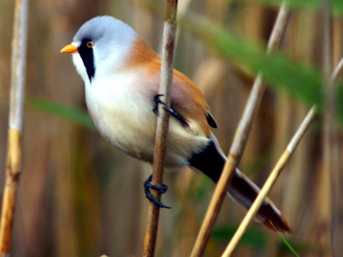 fzatka trsov / fzatka trstinov 
 (Panurus biarmicus
)