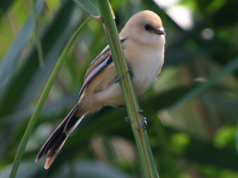 fzatka trsov / fzatka trstinov 
 (Panurus biarmicus
)