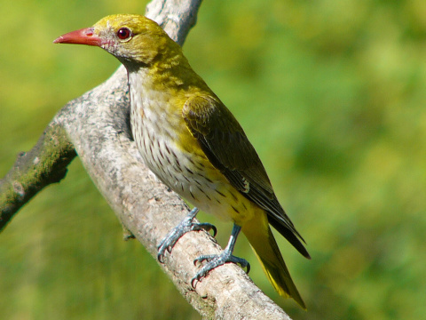 vlha hjov / vlha obyajn
 (Oriolus oriolus
)