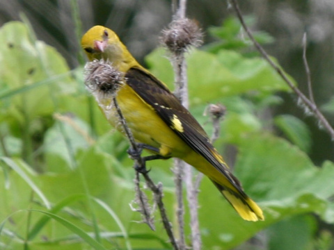 vlha hjov / vlha obyajn
 (Oriolus oriolus
)