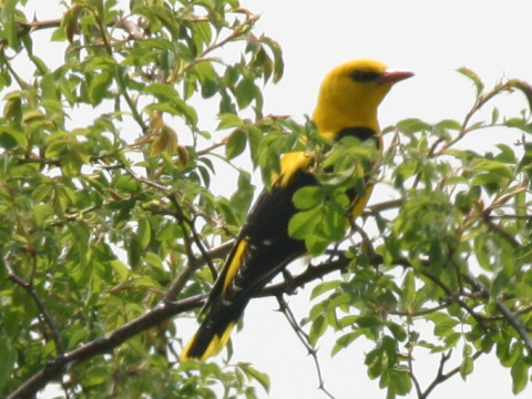 vlha hjov / vlha obyajn
 (Oriolus oriolus
)