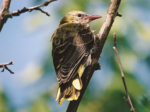 vlha hjov / vlha obyajn
 (Oriolus oriolus
)