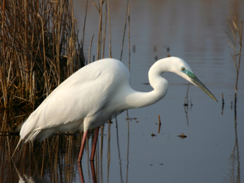 volavka biela / belua vek
 (Egretta alba
)