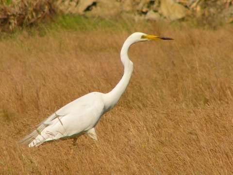 volavka biela / belua vek
 (Egretta alba
)
