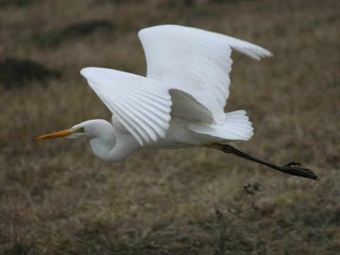 volavka biela / belua vek
 (Egretta alba
)