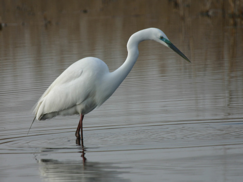 volavka biela / belua vek
 (Egretta alba
)