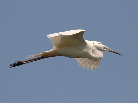 volavka biela / belua vek
 (Egretta alba
)
