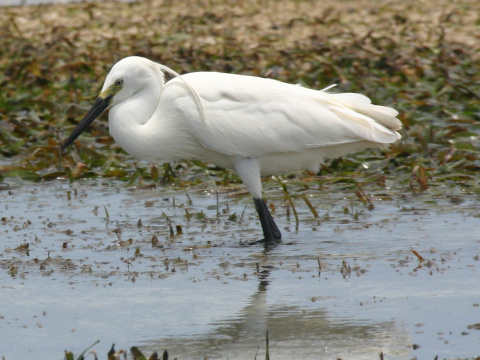 volavka striebrist / belua mal
 (Egretta garzetta
)
