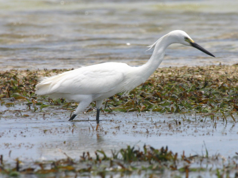 volavka striebrist / belua mal
 (Egretta garzetta
)