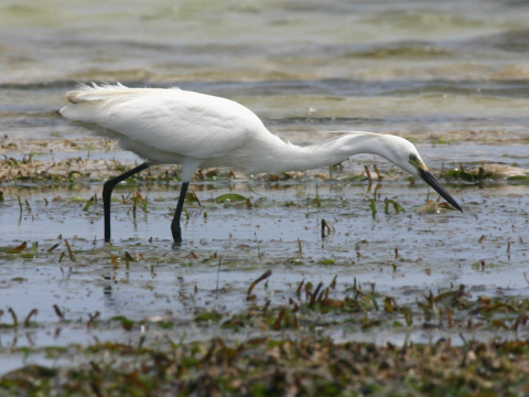 volavka striebrist / belua mal
 (Egretta garzetta
)