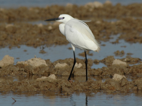 volavka striebrist / belua mal
 (Egretta garzetta
)