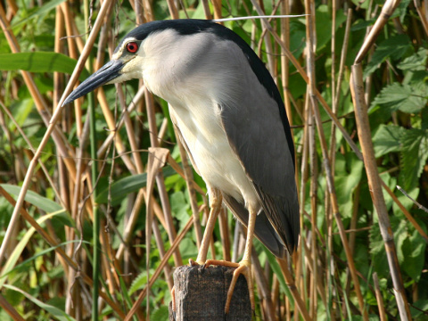 chavko non
 (Nycticorax nycticorax
)