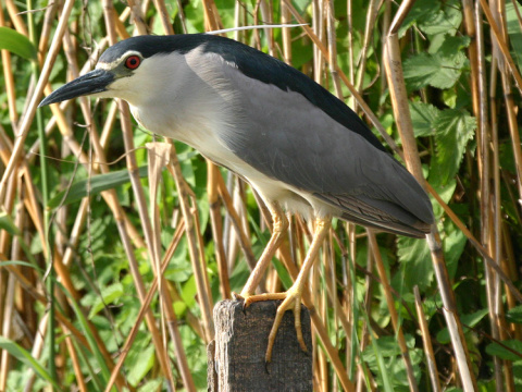 chavko non
 (Nycticorax nycticorax
)