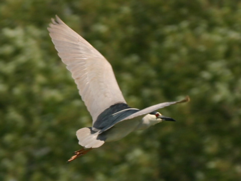 chavko non
 (Nycticorax nycticorax
)