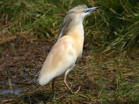 aplika vlasat
 (Ardeola ralloides
)