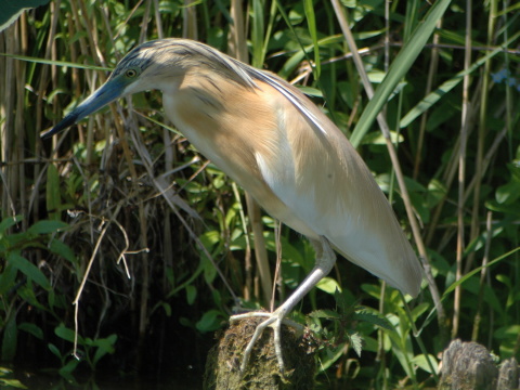 aplika vlasat
 (Ardeola ralloides
)