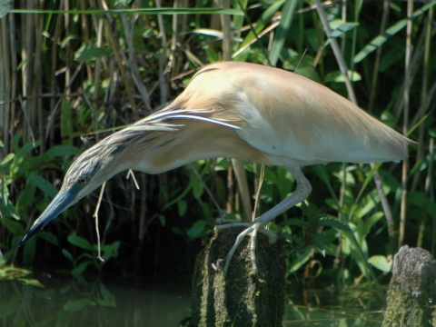 aplika vlasat
 (Ardeola ralloides
)
