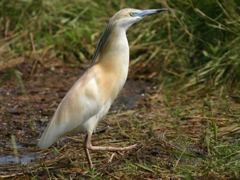 aplika vlasat
 (Ardeola ralloides
)