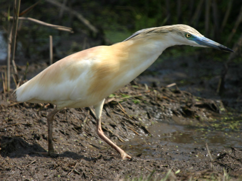 aplika vlasat
 (Ardeola ralloides
)
