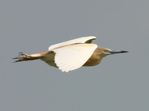 aplika vlasat
 (Ardeola ralloides
)