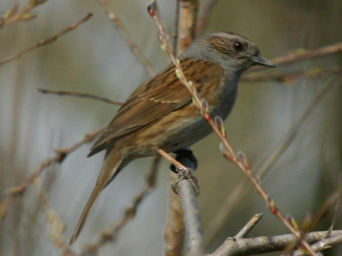 vrchrka modr
 (Prunella modularis
)