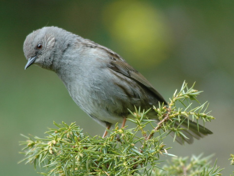 vrchrka modr
 (Prunella modularis
)