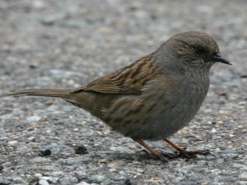vrchrka modr
 (Prunella modularis
)