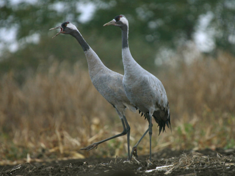 eriav popolav
 (Grus grus
)
