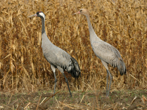 eriav popolav
 (Grus grus
)